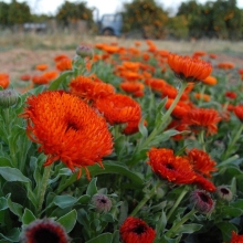 Календула Ред виз блэк центр махровая