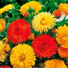 Календула Смесь окрасок