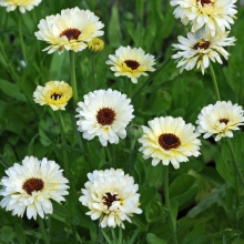 Календула Снежная Принцесса