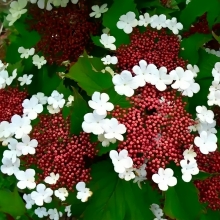 Калина Саржента