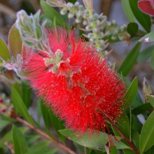 Каллистемон прутовидный