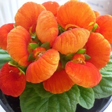 Кальцеолярия Даинти Бронз F1