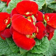 Кальцеолярия Даинти Ред F1