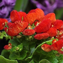 Кальцеолярия Красная гибридная