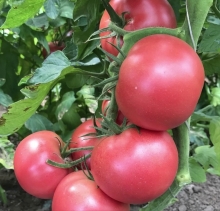 Томат Камби F1