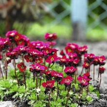 Камнеломка Purple Robe арендса (большой пакет)