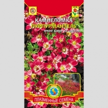 Камнеломка Пурпурмантель