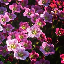 Камнеломка Фламинго смесь