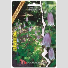 Кампанула такешимана Звонок