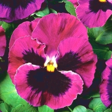 Виола Кан Кан Клубничная F1