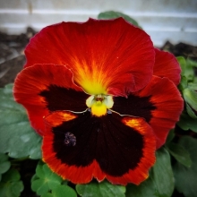 Виола Кан Кан Алая F1