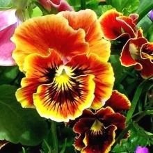 Виола Кан Кан Янтарная F1