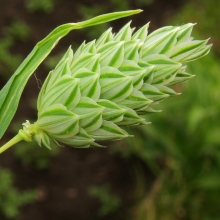 Канареечник Канарские острова