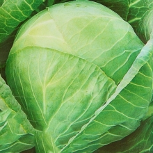Капуста Антикиллер