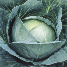 Капуста Агрессор F1