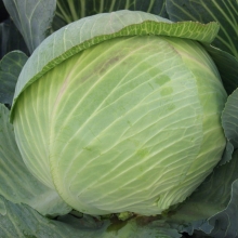 Капуста Безразмерная