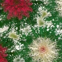 Капуста Павлин F1 смесь (декоративная)