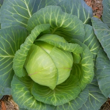 Капуста Джетодор F1
