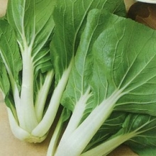 Капуста Ласточка