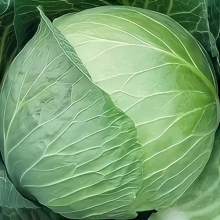 Капуста Княгиня F1