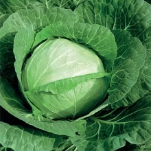 Капуста Подарок