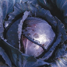 Капуста Родима F1