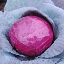 Капуста Розалинда F1