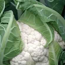 Капуста Гохан F1 цветная