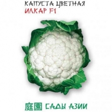Капуста Илкар F1 цветная