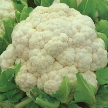 Капуста Сахарная глазурь цветная