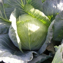 Капуста Вестри F1