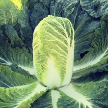 Капуста Ворожея