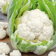 Капуста Янка F1