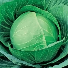 Капуста Зимовка 1474