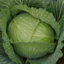 Капуста Спринт F1