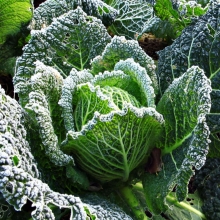 Капуста Пирожковая савойская