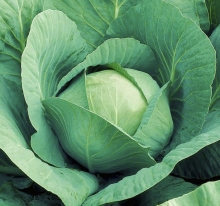 Капуста Санькина любовь®F1 (большой пакет)