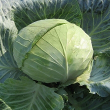 Капуста Чудо на хранение F1