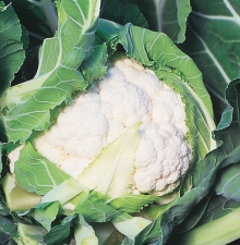 Капуста Илкар F1 цветная