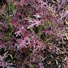 Капуста Мурасаки (японская)