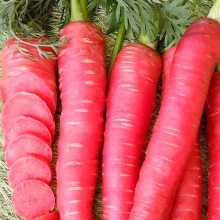 Морковь Карамель малиновая