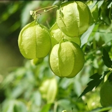 Кардиоспермум Жонглер