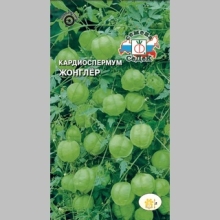 Кардиоспермум Жонглер