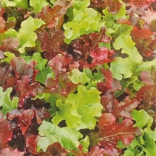 Салат Карусель смесь