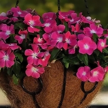 Катарантус Персей (ампельный)