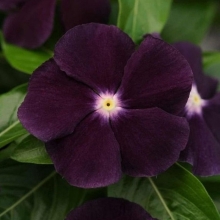 Катарантус Ocean Black Moon F1 (большой пакет)