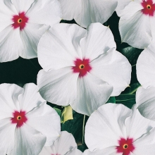 Катарантус Пацифика Полка