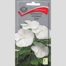 Катарантус Халиф