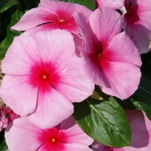 Катарантус Султан