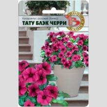 Катарантус Тату Блэк Черри (Винка)